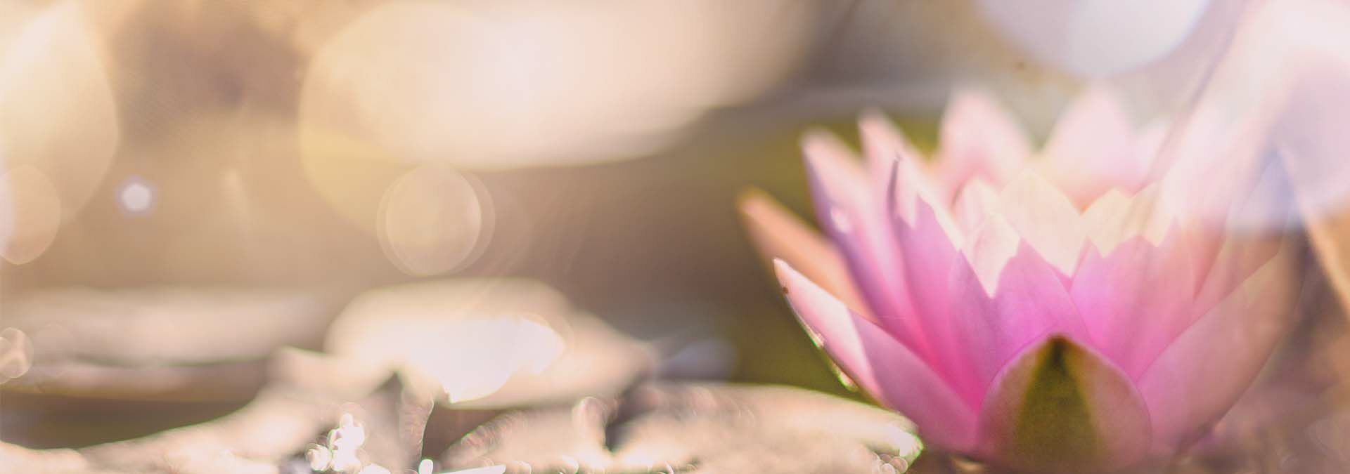 rosafarbener Lotus zu sehen
